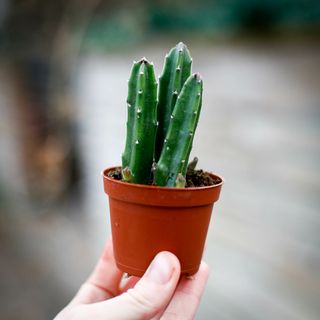 Stapelia leendertziae - Asblomma