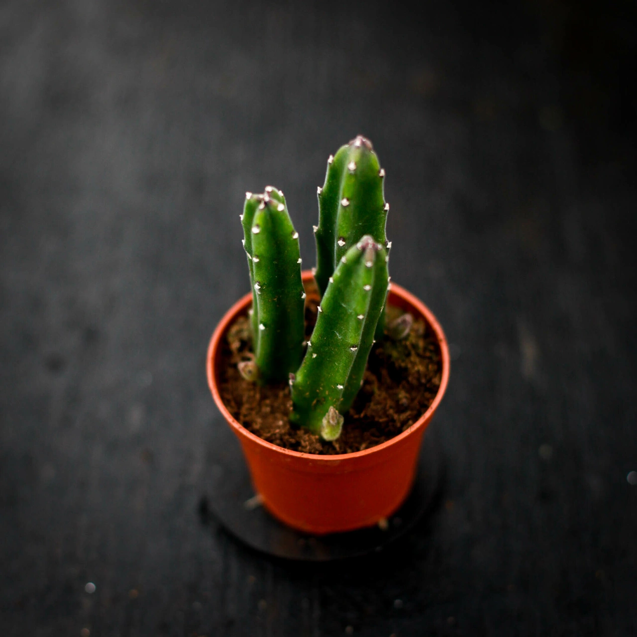 Stapelia leendertziae Asblomma 6 cm