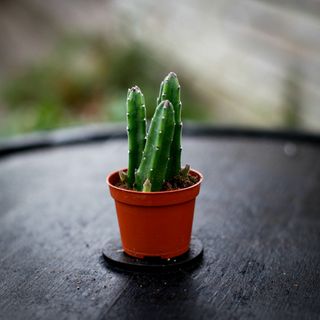 Stapelia leendertziae - Asblomma