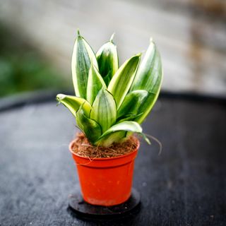 Sansevieria 'Golden Hahnii'