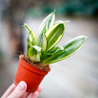 Sansevieria 'Golden Hahnii'