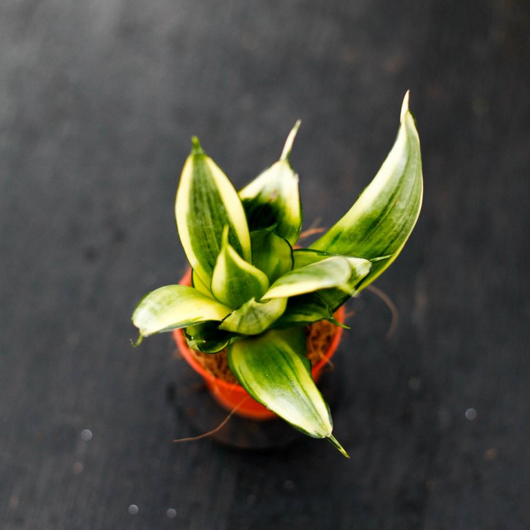 Sansevieria 'Golden Hahnii' 6 cm