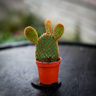 Opuntia microdasys 'Rufida'