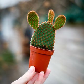 Opuntia microdasys 'Rufida'