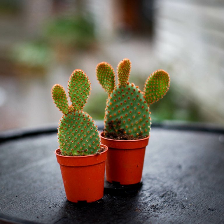 Opuntia microdasys 'Rufida' 6 cm