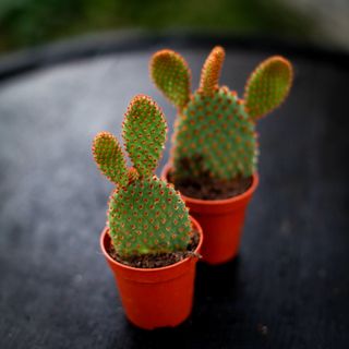 Opuntia microdasys 'Rufida'