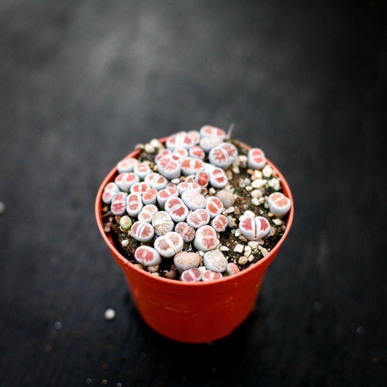 Lithops ssp. 8,5 cm