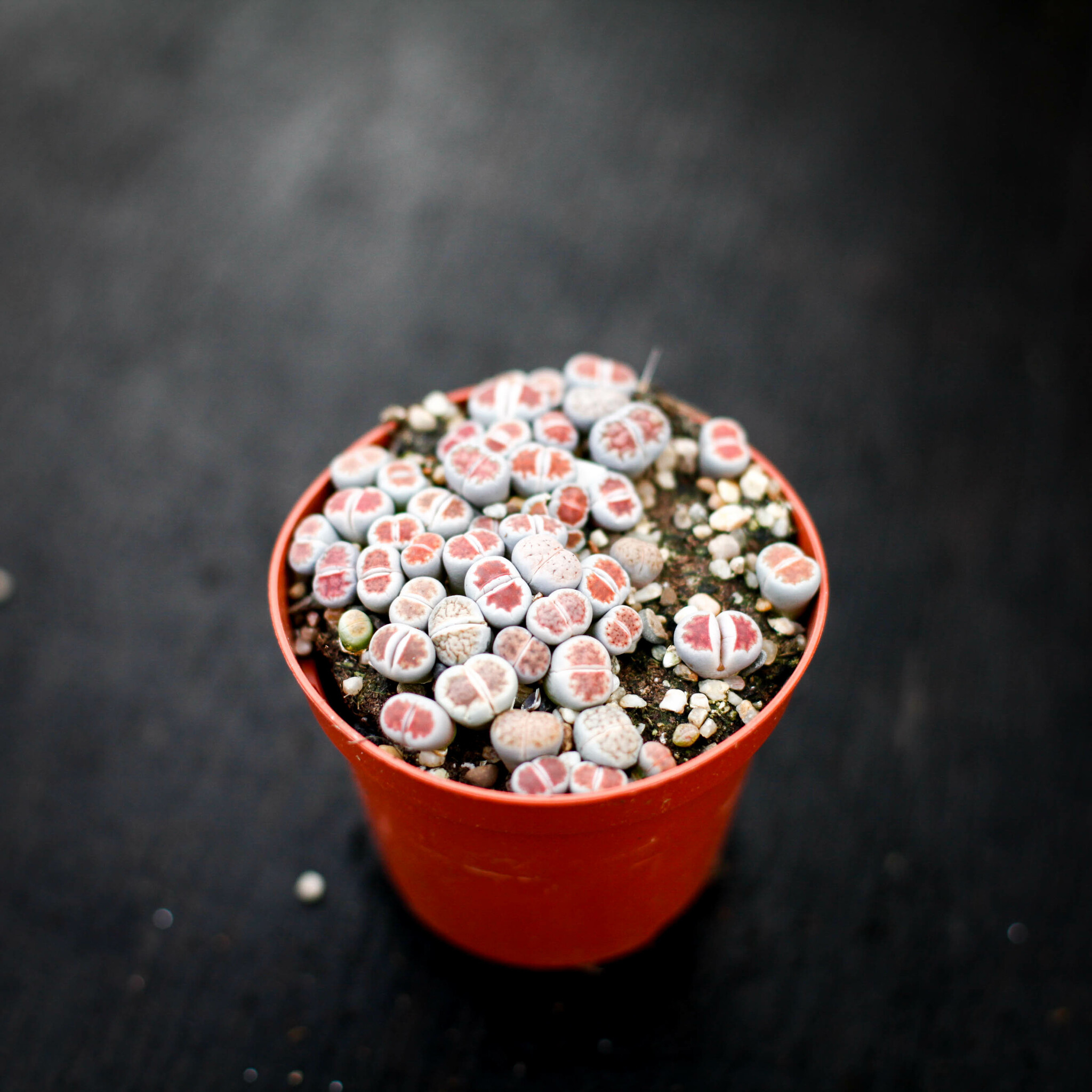 Lithops i kruka med stenliknande blad