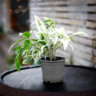 Dracaena 'Mike White' 12 cm