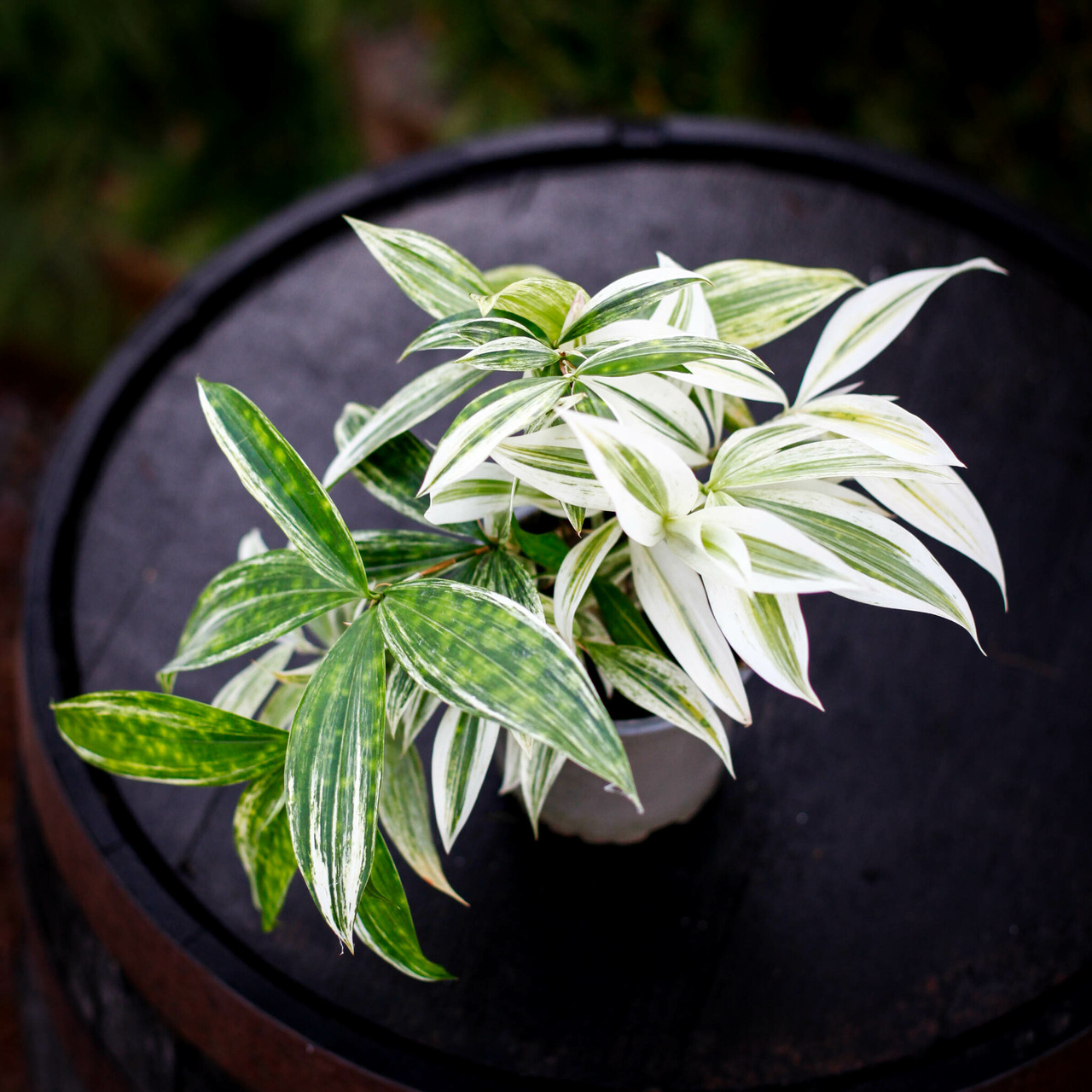 Dracena Mike White med gröna och vita blad