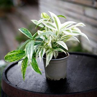 Dracaena 'Mike White' 12 cm