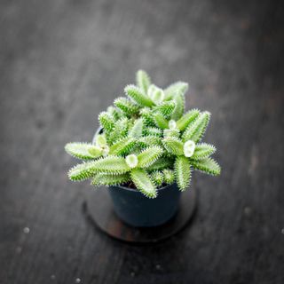 Delosperma echinatum