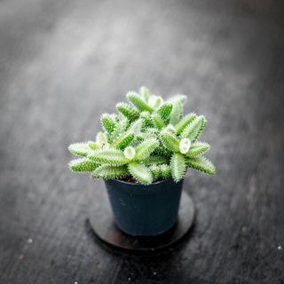 Delosperma echinatum