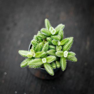 Delosperma echinatum