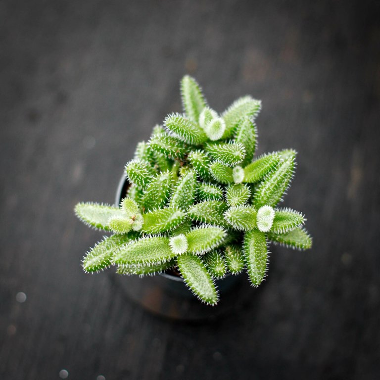 Delosperma echinatum