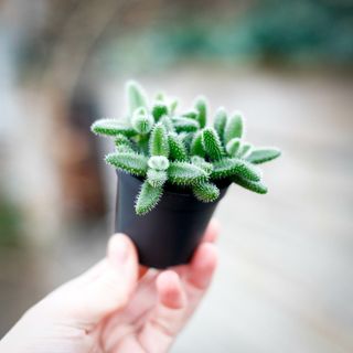 Delosperma echinatum