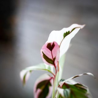 Ctenanthe 'Princess Dalya'