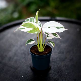 Ctenanthe 'Princess Dalya'