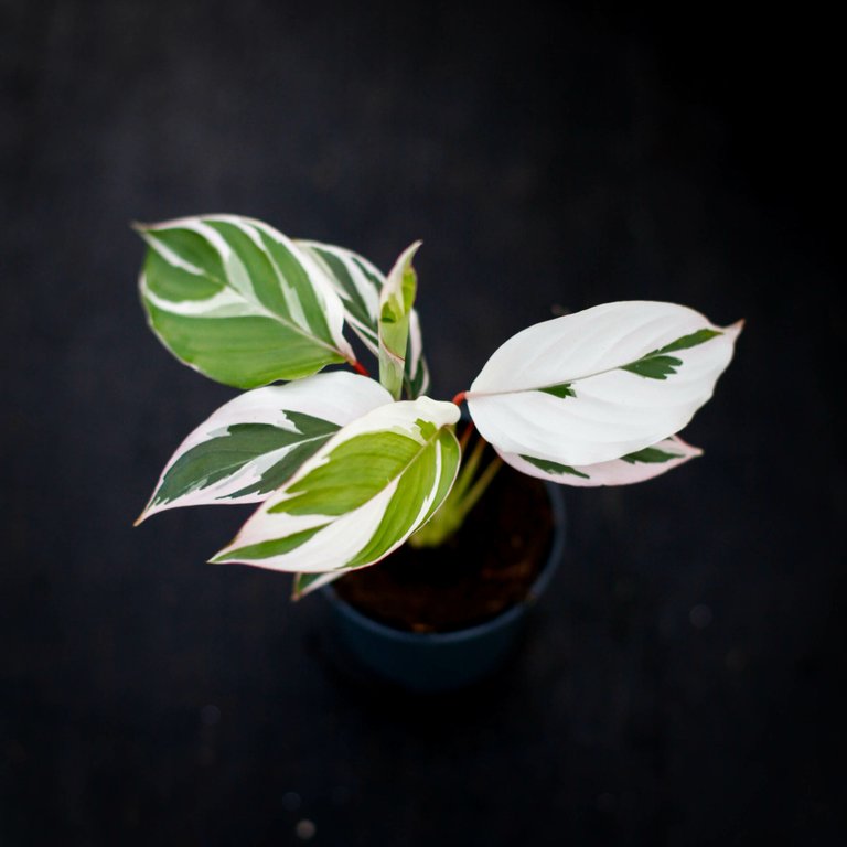 Ctenanthe 'Princess Dalya' 7 cm