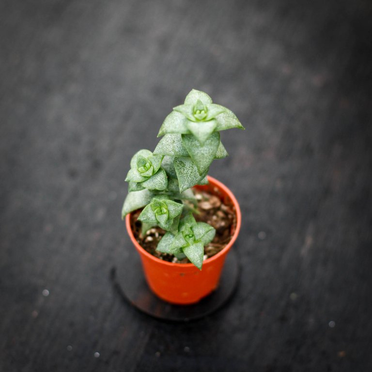 Crassula perforata 6 cm