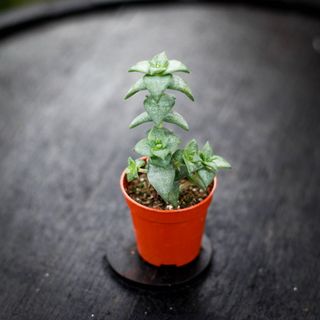 Crassula perforata RÄDDA MIG!