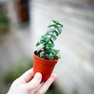 Crassula perforata RÄDDA MIG!