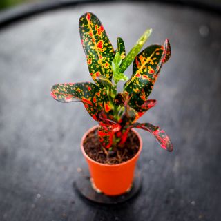 Codiaeum 'Batik'