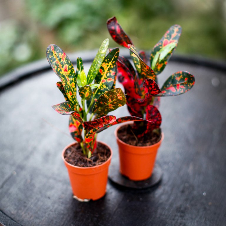Codiaeum 'Batik' 6 cm