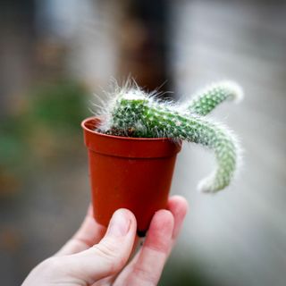 Hildewintera colademononis - Apsvans