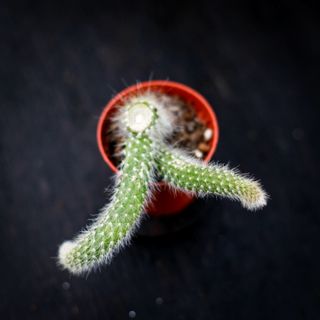 Hildewintera colademononis - Apsvans