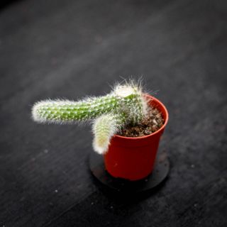 Hildewintera colademononis - Apsvans