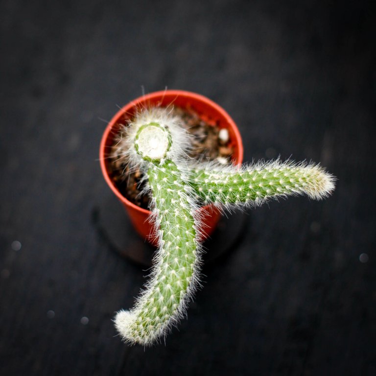Hildewintera colademononis - Apsvans 6 cm