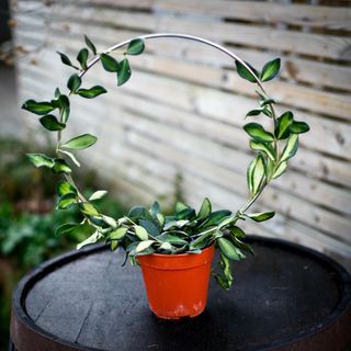 Växtstöd cirkel Ø30 cm