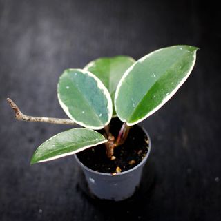 Hoya 'Flamingo Dream'