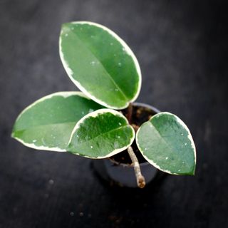 Hoya 'Flamingo Dream'