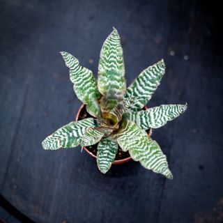 Cryptanthus zonatus 9 cm RÄDDA MIG!
