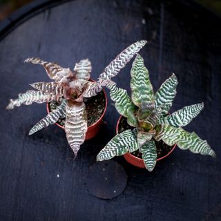 Cryptanthus zonatus 9 cm RÄDDA MIG!