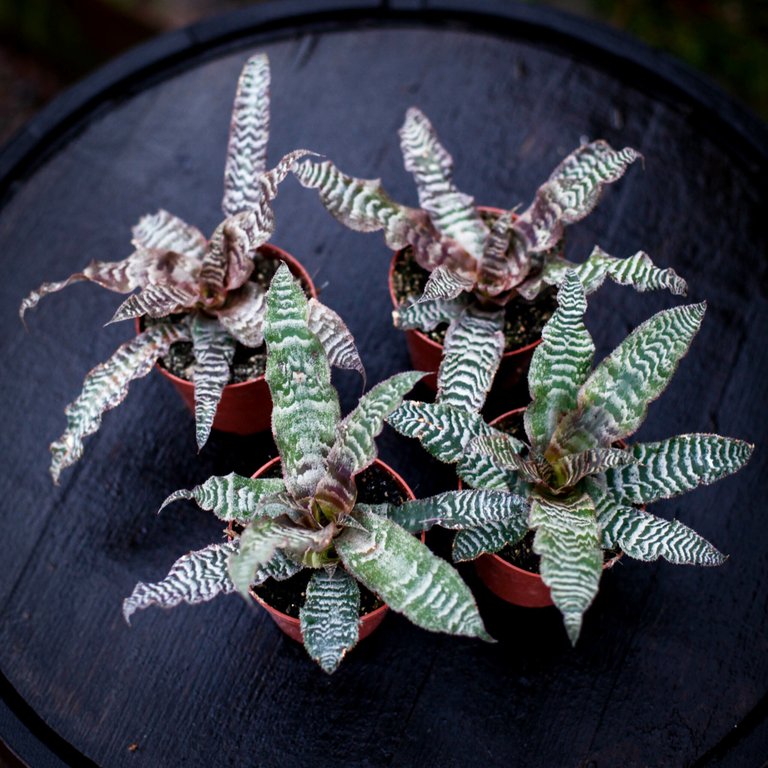 Cryptanthus zonatus 9 cm