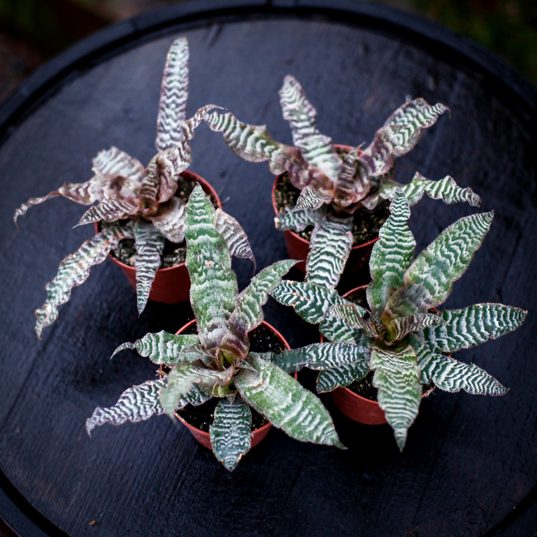 Cryptanthus zonatus med mönstrade blad