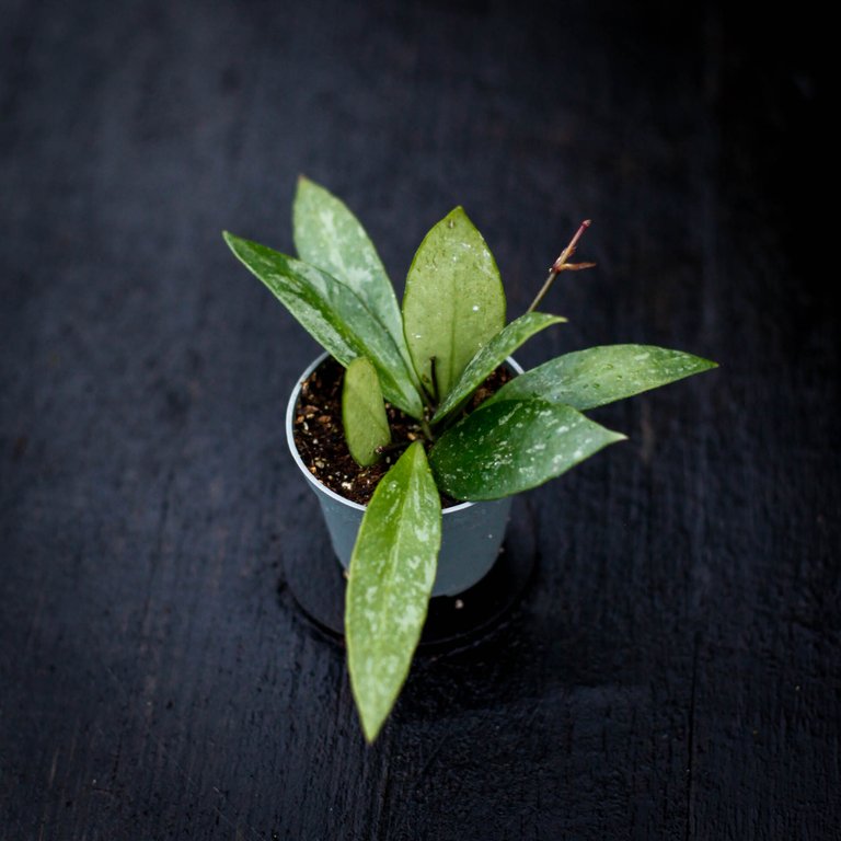 Hoya gracilis 6 cm