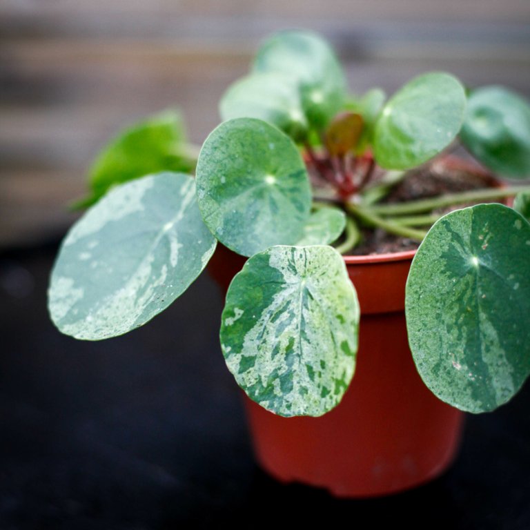 Pilea peperomioides 'Mojito' 12 cm
