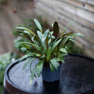 Ledebouria socialis 12 cm