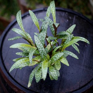 Ledebouria socialis 12 cm