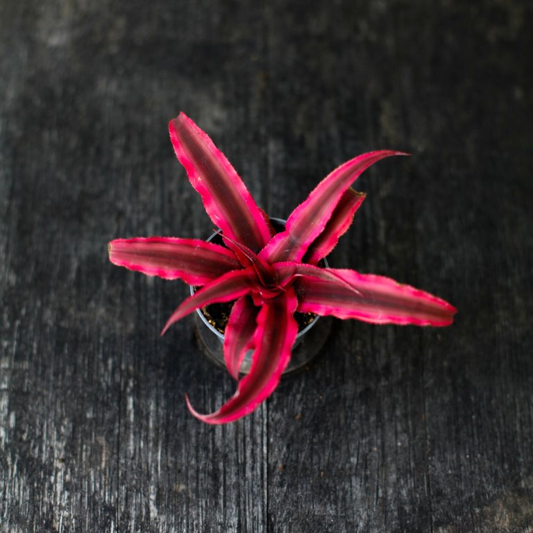 Cryptanthus 'Super Pink' 6 cm