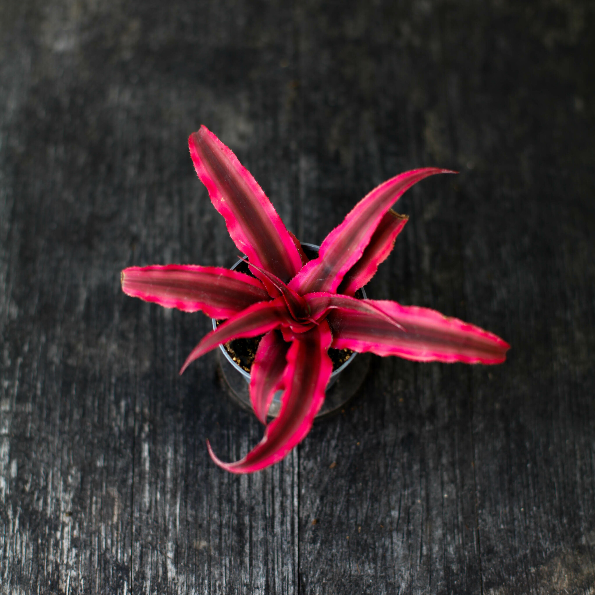 Cryptanthus Super Pink med starkt rosa blad