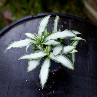 Murdannia 'Bright Star' 12 cm