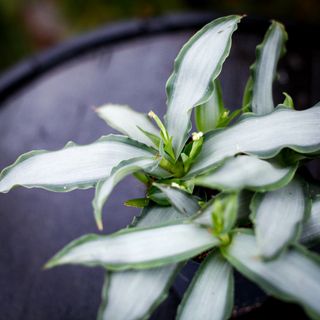 Murdannia 'Bright Star' 12 cm