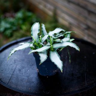 Murdannia 'Bright Star' 12 cm