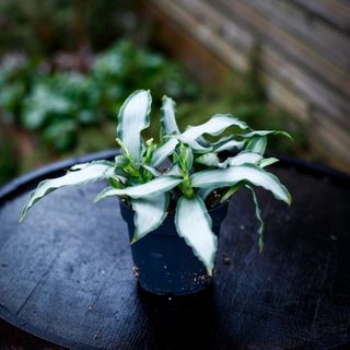 Murdannia 'Bright Star' 12 cm