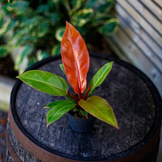Philodendron 'Prince Of Orange' 12 cm